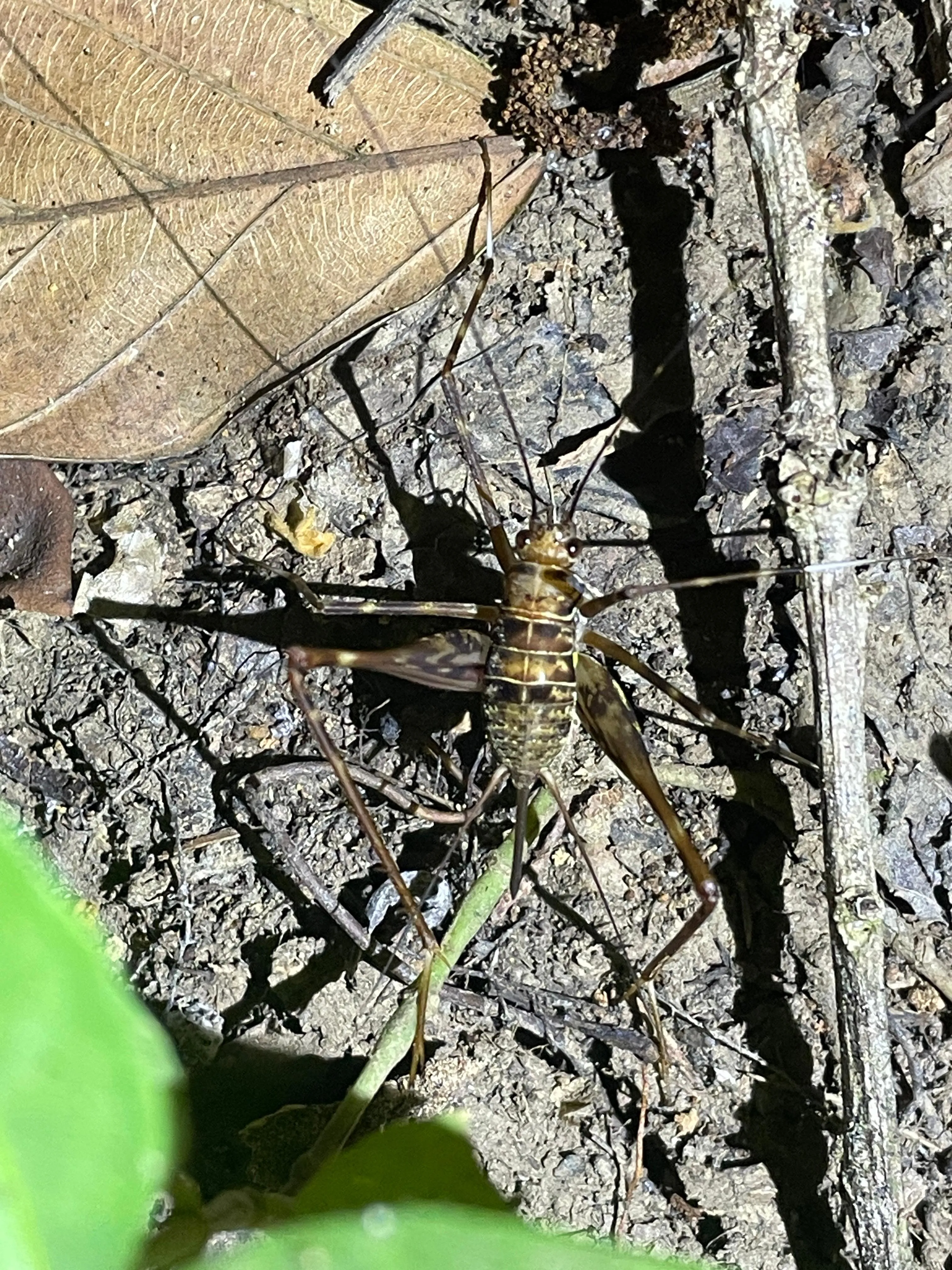 camel cricket looking for food on the ground of the rainforest